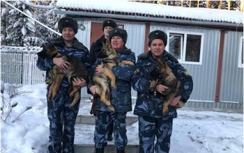 В Оренбургскую область на службу приезжают пять щенков немецкой овчарки