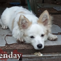 В Орске росгвардейцы спасли жизнь попавшей под колёса авто собаке