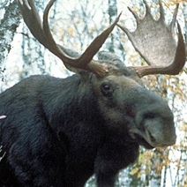 Житель Оренбуржья поплатился за сбитого лося