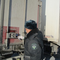 Из Казахстана в Оренбургскую область привезли 31 тонну заражённых томатов