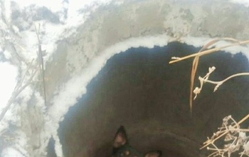 В Оренбурге спасли собаку, провалившуюся в открытый люк