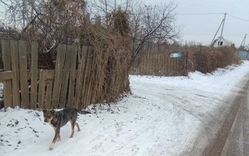 Оренбуржцев пугают своры беспризорных собак