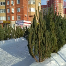 Где в Оренбурге можно будет купить ёлочку к Новому году