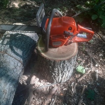 В Матвеевке спиленный мужчиной дуб 