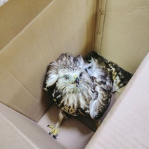 В Сакмарском районе мужчина обнаружил сокола с повреждённым крылом