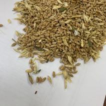 В Оренбургской области выявлено 90 тонн заражённой пшеницы