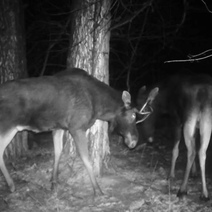 Два лося что-то не поделили в Бузулукском бору