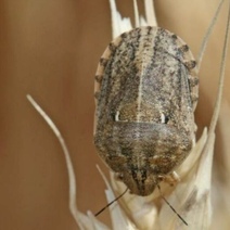 В Оренбуржье прогнозируют рост числа клопов вредной черепашки