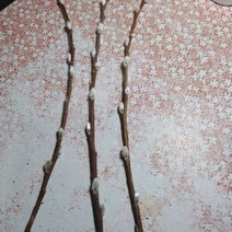 В Оренбуржье и Башкортостане ночью 4 декабря распустилась верба