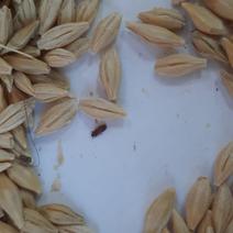 Из Оренбуржья пытались вывезти партии ячменя, зараженного булавоусым хрущаком