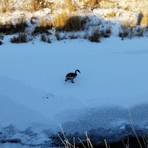 В Абдулино очевидцы заметили замерзающего на водоеме лебедя