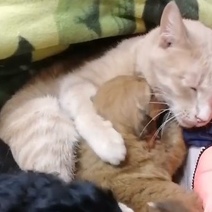 В приюте Оренбурга кот Персик 