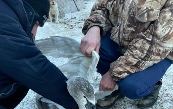 В Оренбуржье прошла спецоперация по спасению лебедя-подранка
