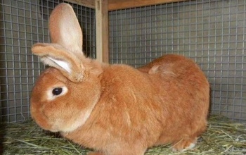 Почем в Оренбурге символ будущего 2023 года?