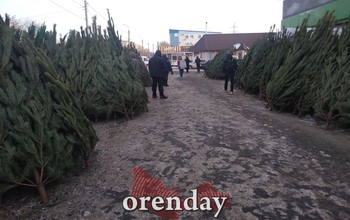 Почем оренбуржцам предлагают сосны на елочных базарах