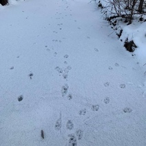 В Бузулукском бору насчитали четверых волков