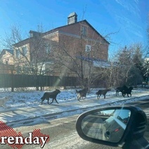 По Ростошам бегают своры крупных агрессивных собак