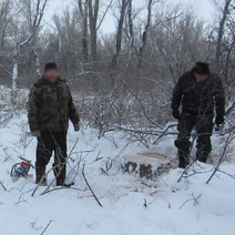 Житель Кувандыка на два года лишился свободы за вырубку семи тополей