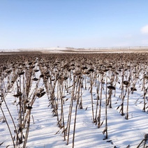 В Оренбуржье выявлено превышение действующих веществ пестицидов в подсолнечнике