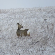 Заповедная оренбургская степь принарядилась к праздникам