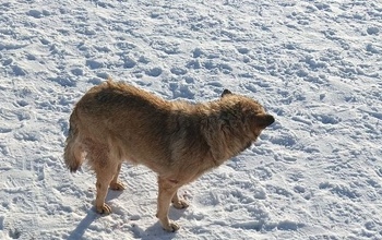 В Оренбурге неизвестный избил коньками дворового любимца детей (18+)