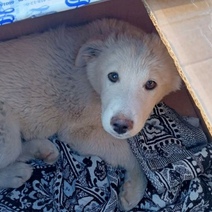 Новогоднего чуда в Оренбурге ждут и четвероногие бродяги