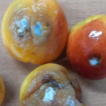 В Оренбуржье обнаружили заражённые дыни, томаты, абрикосы и нектарины