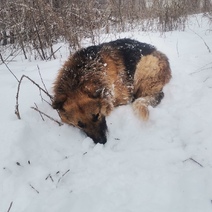 В Оренбурге живодёры издевались над беззащитной собакой (18+)