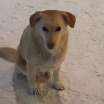 В оренбургском аэропорту улетающие пассажиры бросили собаку