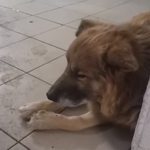 В Оренбурге нашли хозяев пса, которого расстреляли живодёры (18+)