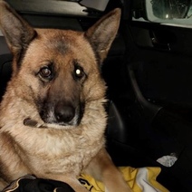 Бывшая овчарка УФСИН Альба пропала и нашлась чудесным образом