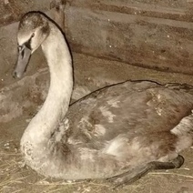 Как поживает спасенный в Оренбуржье лебедь-подранок