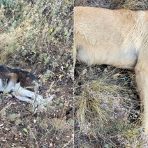 В Оренбургской области жестокий стрелок по бродячим собакам признал вину (18+)