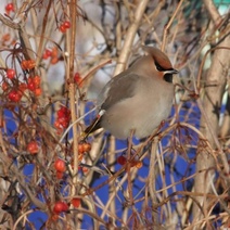 В оренбургские заповедные степи среди зимы прилетели свиристели