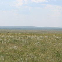 В заповеднике «Оренбургский» обнаружили совершенно новый вид паука