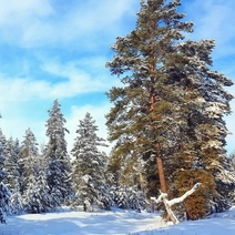 В Оренбуржье в фотоловушки упорно попадают кабанчики