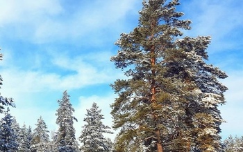 В Оренбуржье в фотоловушки упорно попадают кабанчики