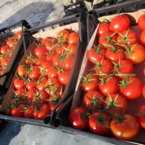 В Оренбургскую область прибыла партия заражённых томатов