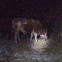 Под Соль-Илецком бык насмерть затоптал скотника (18+)