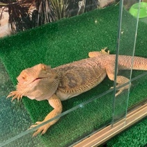 В Оренбурге у выставки пауков и рептилий не оказалось лицензии