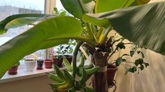Жительница Пермского края вырастила в квартире гигантское банановое дерево