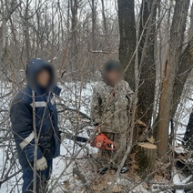 Молодой житель Оренбуржья может лишиться свободы на 4 года за срубленный дуб