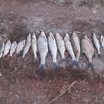 Депутат из Оренбургского района заплатит 500 000 рублей из-за незаконной рыбалки