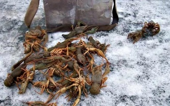 Больших раков по три тысячи в Оренбурге попробовать непросто