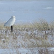 В оренбургских степях зимуют полярные совы