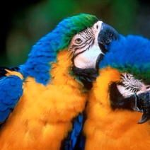 Орчанки на общей кухне подрались из-за попугаев