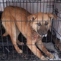 В Оренбурге спасают щенка с вросшей в шею проволокой-удавкой (18+)