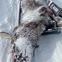 Нина Останина: за убийство лосей оренбургские муниципальные служащие должны ответить