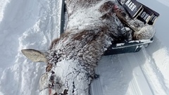 Сегодня оренбургских браконьеров башкирские охотоведы задержали с двумя лосями