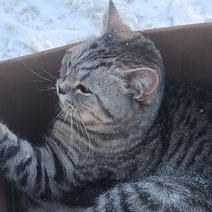 В Оренбурге живодеры связали лапы домашней кошке и выкинули в коробке на мусорку умирать